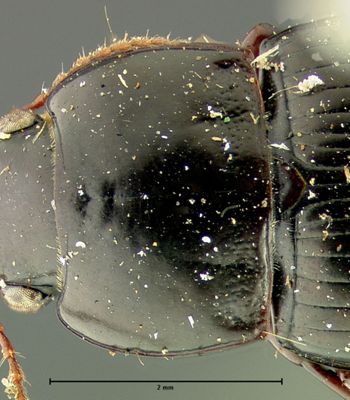 Media type: image;   Entomology 25669 Aspect: pronotum dorsal